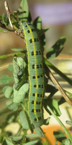 Réf. 311 068 : Colias alfacariensis